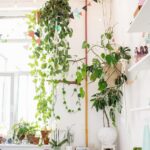 Tips for Creating a Sustainable and Eco-Friendly Home Environment